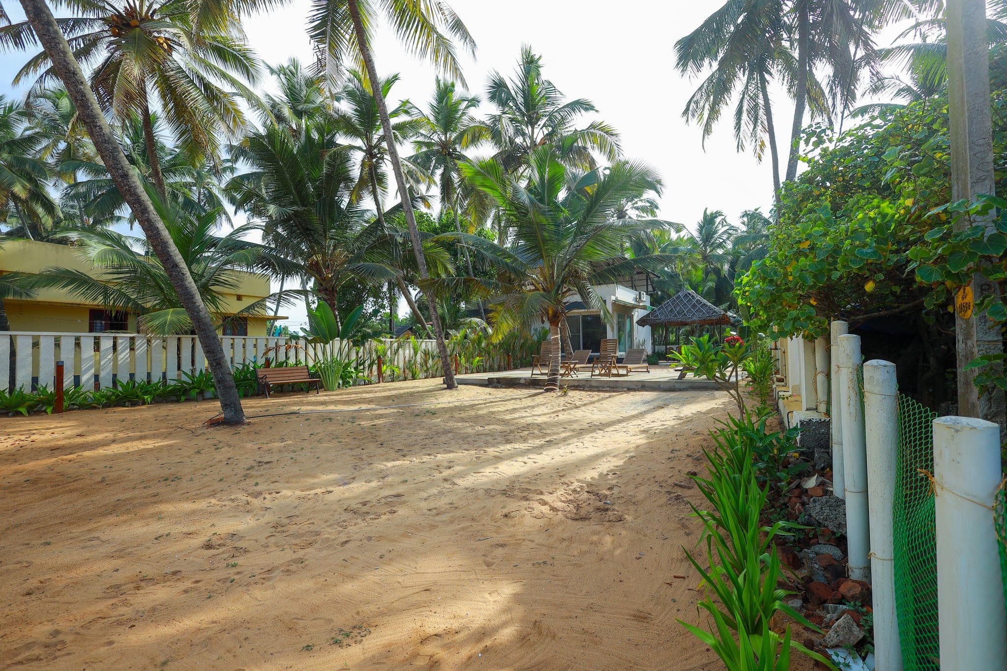Coconut grove in the afternoon light at Heyday by the Sea, Veli, Thiruvananthapuram, Kerala